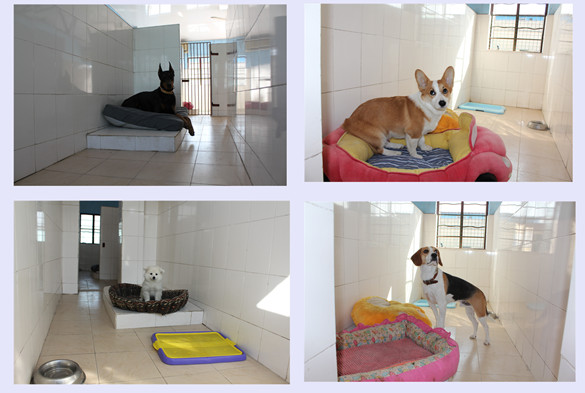 訓(xùn)犬基地 訓(xùn)犬 訓(xùn)狗場