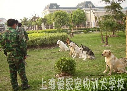 狗狗學(xué)校 狗狗訓(xùn)練 狗狗培訓(xùn)