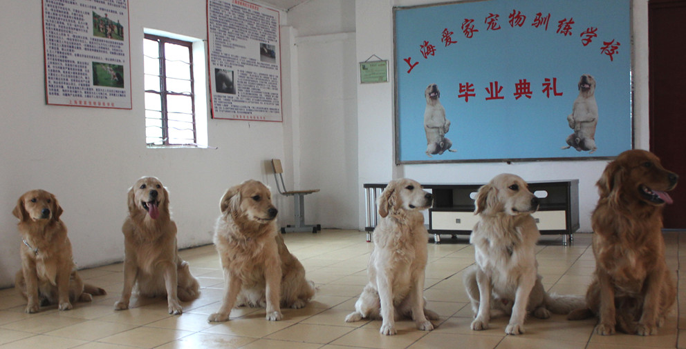 訓(xùn)犬基地 訓(xùn)犬學(xué)校