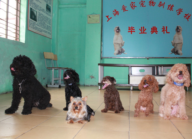 訓(xùn)狗學(xué)校 上海訓(xùn)狗基地