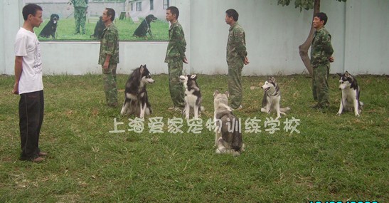 狗狗培訓(xùn) 狗狗學(xué)校