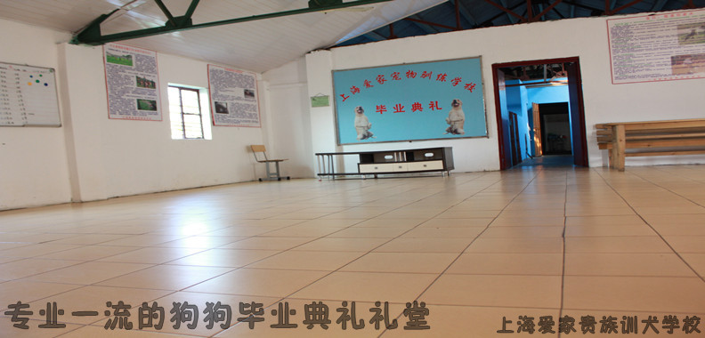 愛家訓(xùn)狗學(xué)校