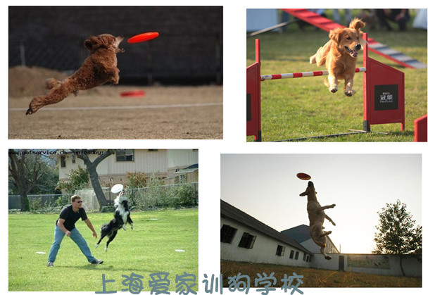 寵物學(xué)校 上海愛家寵物學(xué)校