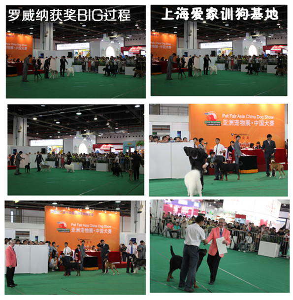 訓(xùn)狗比賽 上海愛家訓(xùn)狗基地