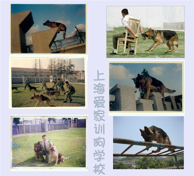 訓(xùn)狗基地